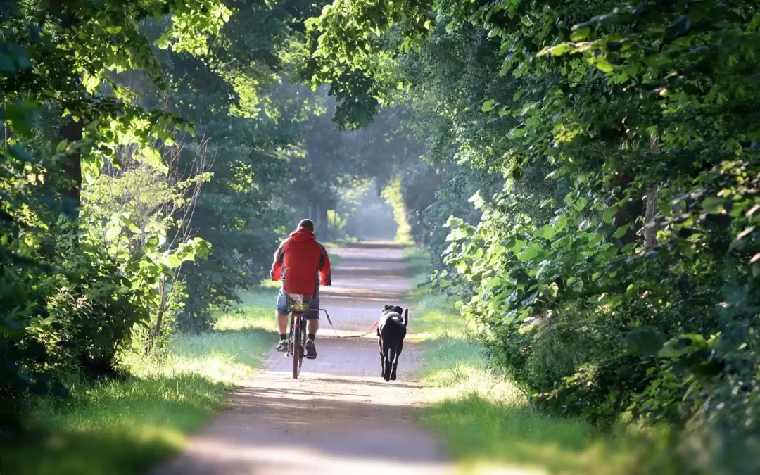 Découvrez Amboise et la Loire à Vélo avec loirebikes.com